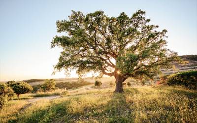 Venda Alentejo