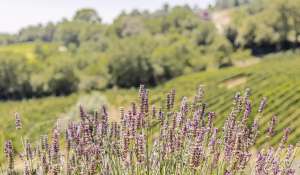 Venda Propriedade vinícola Volterra