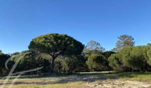 Venda Terreno Alcácer do Sal